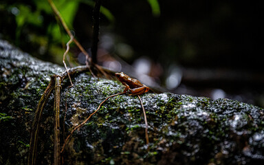 grenouille