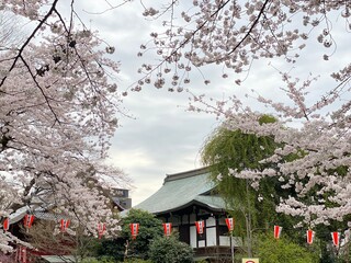 The Japanese traditional sakura viewing in the spring, with temple building in the back with festive red lantern lights.  Ueno Park Tokyo, Japan March 2022