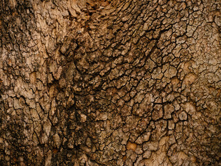 bark of a tree