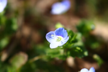 オオイヌノフグリのアップ