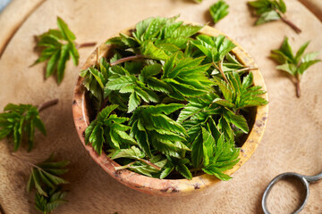 Fresh young ground elder plant in a bowl in spring