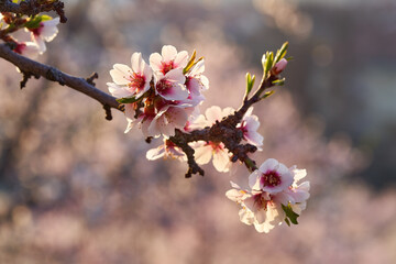 Almond tree blossoms in March in sunlight