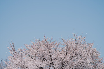 cherry blossom against spring sky