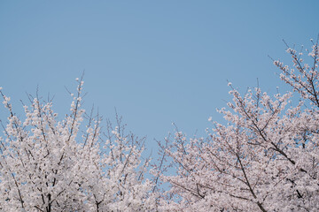 cherry blossom against spring sky