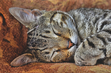 Gatito atigrado durmiendo