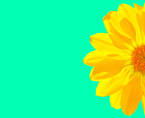 Media flor amarilla con fondo turquesa