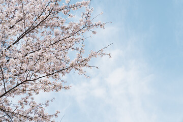 cherry blossom against spring sky