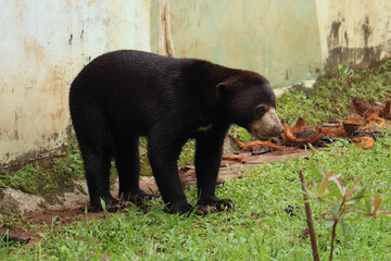 close up of black sun bear or Helarctos malayanus walking in the grass
