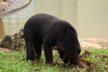 close up of black sun bear or Helarctos malayanus walking in the grass