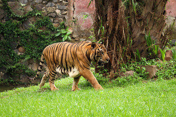 selective focus of Sumatran tiger or Panthera tigris sumatrae with black and orange stripes walking on green grass