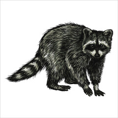Vintage Hand drawn raccoon. Retro realistic animal isolated. Black and white drawing mammal.