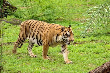 selective focus of Sumatran tiger or Panthera tigris sumatrae with black and orange stripes walking...