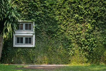 Foto op Canvas White windows and wall buildings are covered with green natural plants for living in harmony with nature and reducing heat protecting buildings from the sun. © pomphotothailand