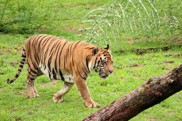 selective focus of Sumatran tiger or Panthera tigris sumatrae with black and orange stripes walking...