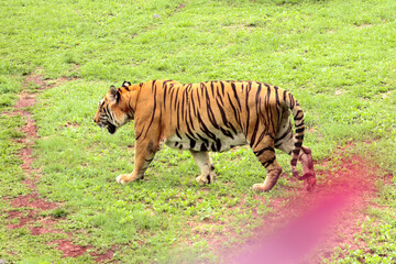 Fototapeta na wymiar selective focus of Sumatran tiger or Panthera tigris sumatrae with black and orange stripes walking on green grass