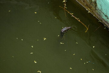Asian Water Monitor (Varanus salvator) partially submerged in murky water. Common reptile in Southeast Asia.