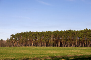 Fototapeta premium Beautiful tall spruce trees in an open clearing in the forest