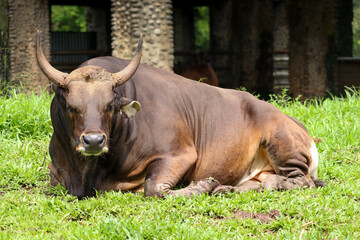 close up of a javanese bull or Bos javanicus with dark brown skin sitting on a fresh green meadow