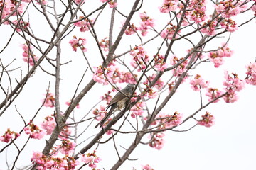 ヒヨドリと桜