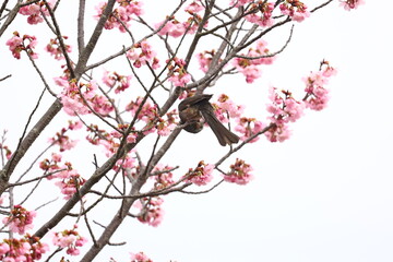 ヒヨドリと桜