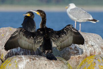 Kormoran mit gespreiztem Gefieder und Silbermöwe beim morgendlichen Sonnenbad auf einem Stein