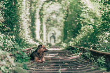 ウクライナの愛のトンネルで観光客を案内してくれるワンちゃん