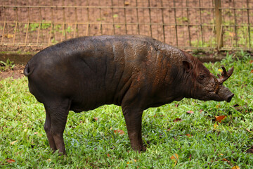 close up of babirusa or Babyrousa with brown body and fangs coming out
