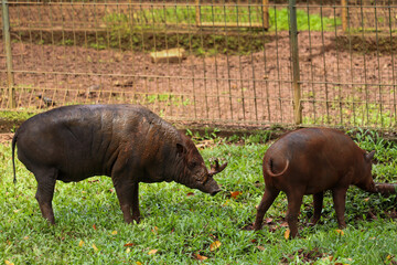 close up of babirusa or Babyrousa with brown body and fangs coming out