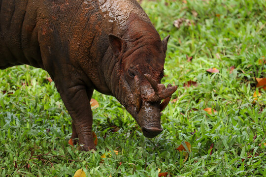 close up of babirusa or Babyrousa with brown body and fangs coming out