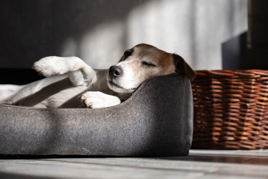 Purebred male Jack Russell Terrier lies in his bed and rests. Animal photography