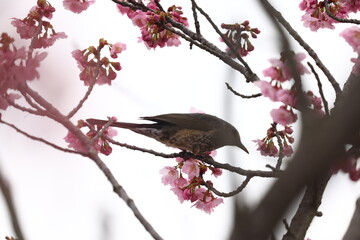 ヒヨドリと桜