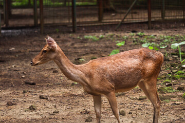 close up of a group of Bawean deer or Axis kuhlii, deer from Bawean Indonesia