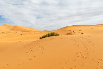 Sand dunes in the Sahara desert. Footprints in the sand and green bushes.
