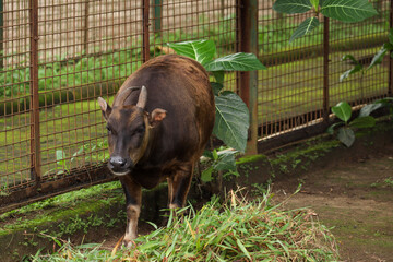 close up of anoa or Bubalus sp depressicornis with brown skin. Anoa is a native Indonesian animal that is threatened with extinction