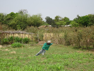 farmer spraying field, Scarecrow in a wheat field
