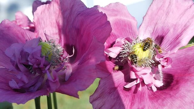 Wild bees foraging on a poppy flower/Abeilles sauvages butinant une fleur de pavot