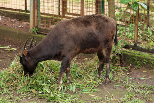 close up of anoa or Bubalus sp depressicornis with brown skin. Anoa is a native Indonesian animal that is threatened with extinction