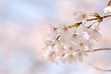 桜の花