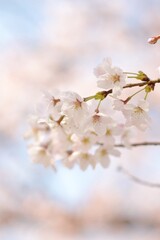 桜　開花