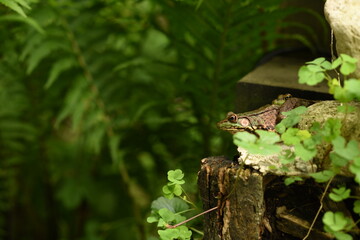 adult green frog blending into nature and the environment