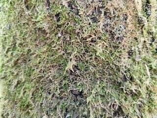 background or texture of old green moss on a tree