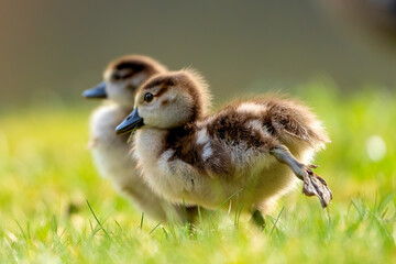 Ein junges Nilgans (Alopochen aegyptiaca) Küken streckt einen Fuß auf der grünen Wiese