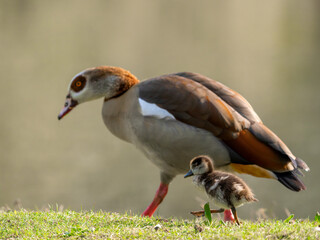 Ein junges Nilgans Küken läuft neben einem Elternvogel