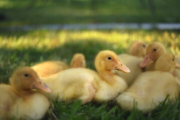Ducklings
