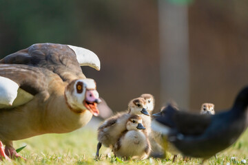 Eine Gruppen von jungen Nilgans Küken mit einem wütenden Elternvogel