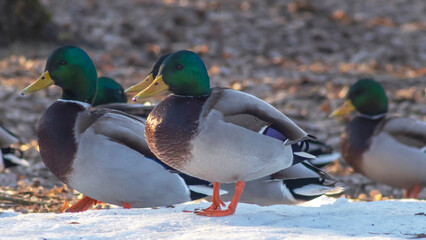 Ducks in a winter public park in the rays of sunlight. Duck birds are standing or sitting in the snow. Migration of birds.