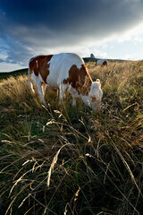 Cows grazing at the Malga Fittanze. Lessinia, Verona province, Veneto, Italy, Europe.