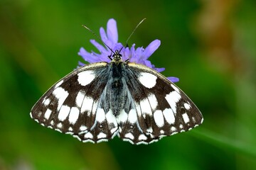 Schmetterlinge: Ein Schachbrettfalter (Melanargia galathea), Marbled white.