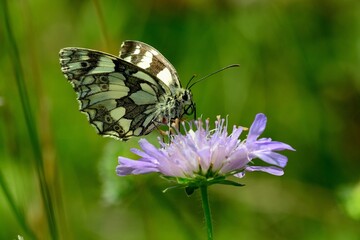 Schmetterlinge: Ein Schachbrettfalter (Melanargia galathea), Marbled white.