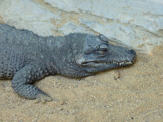 A dwarf crocodile and a broad-fronted crocodile resting on the sand and near the water - photo